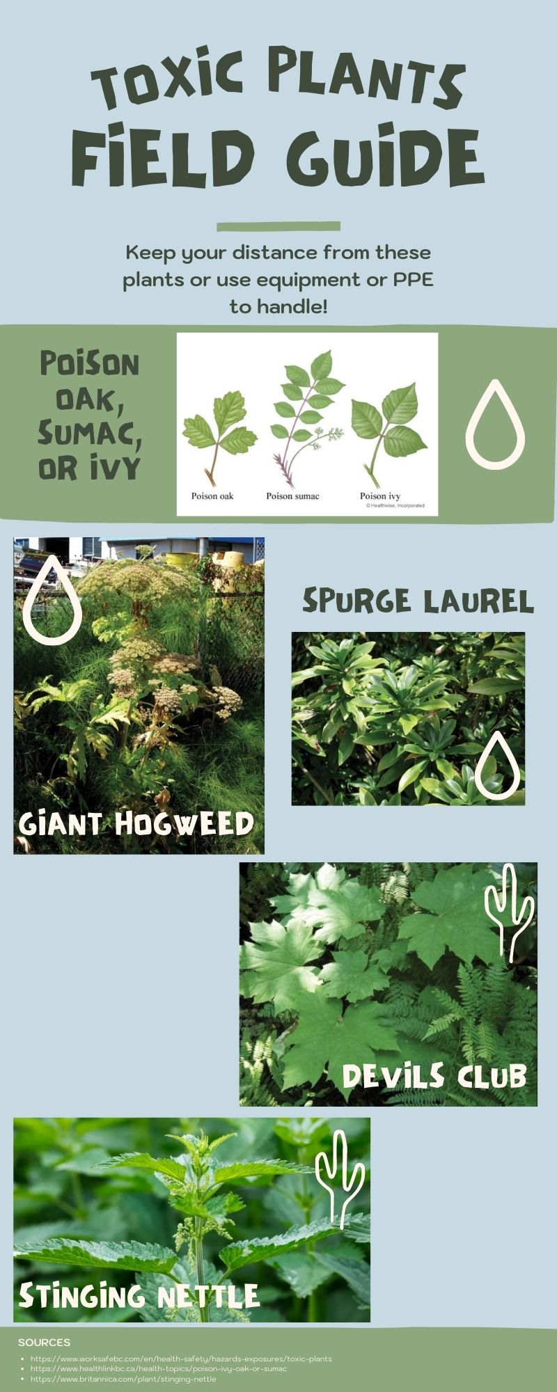 An image of a toxic plants field guide with names and images of local toxic plants